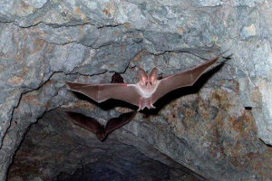 Ssaki, którzy wiedzą, jak latać lub planować - widoki, zdjęcia i cechy Ssaki, którzy wiedzą, jak latać lub planować - widoki, zdjęcia i cechy